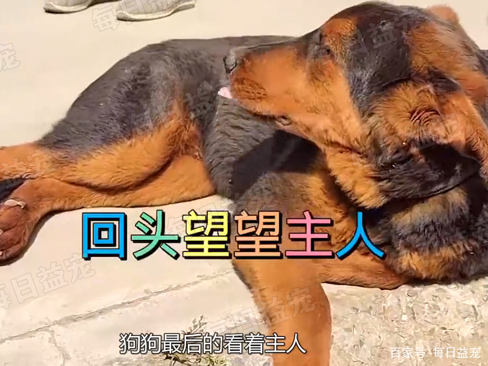 拖狗(拖狗走搞笑图片)