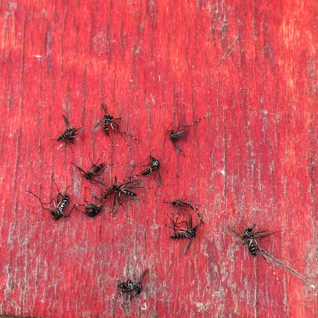 蚊子几条腿(蚊子几条腿几个翅膀)