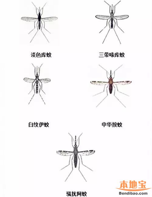 蚊子的种类(蚊子的种类和毒性)
